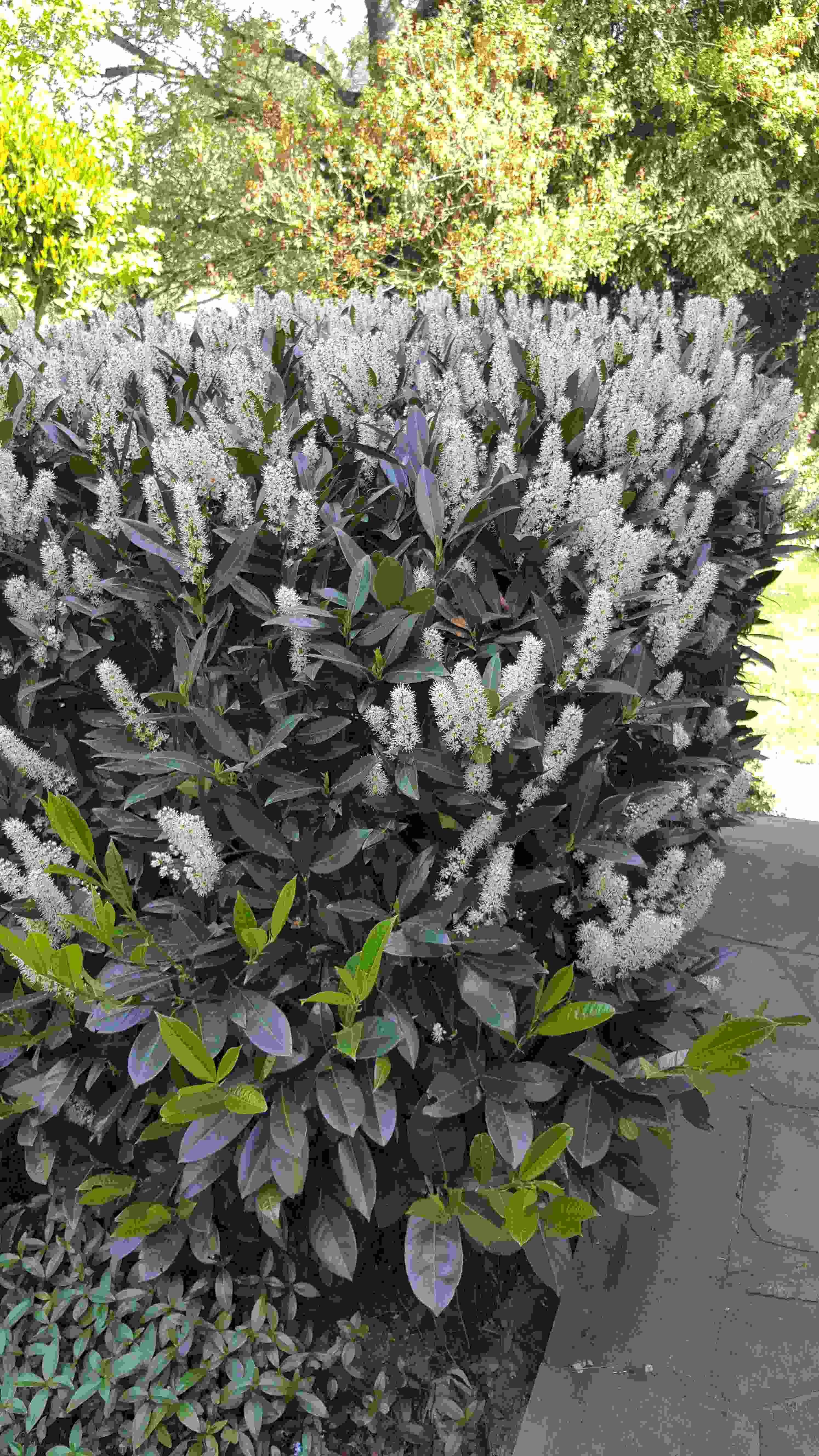 laurier cerise cuisine20200426_122727.jpg